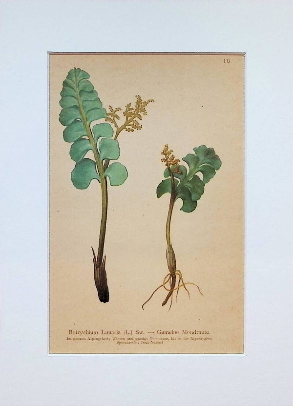 Botrychium Lunaria (L.) Sw. — Gemeine Mondraute — Atlas der Alpen-Flora, 1897. Botánica.