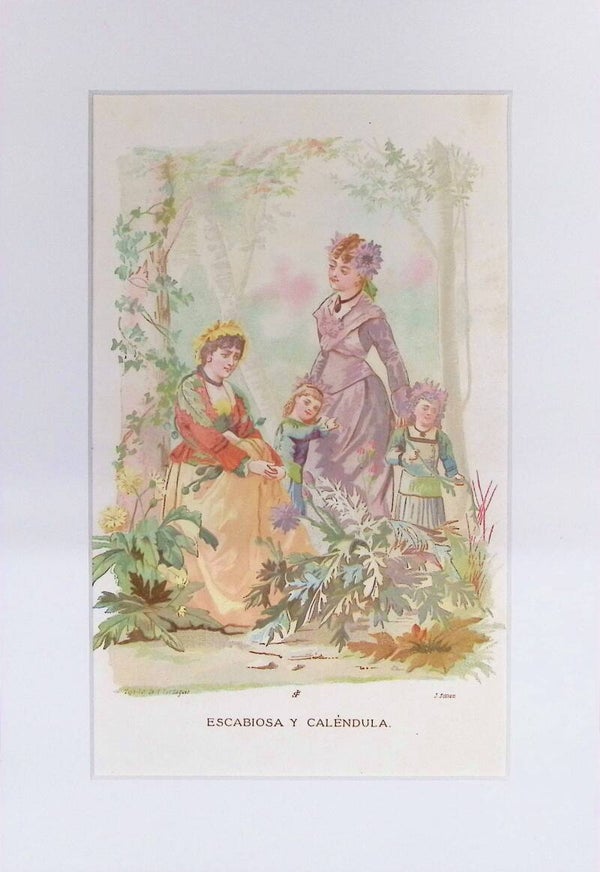 Escabiosa y Caléndula – Cromolitografía de J. Simon (La Vida de las Flores, 1878) | 32 x 22 cm