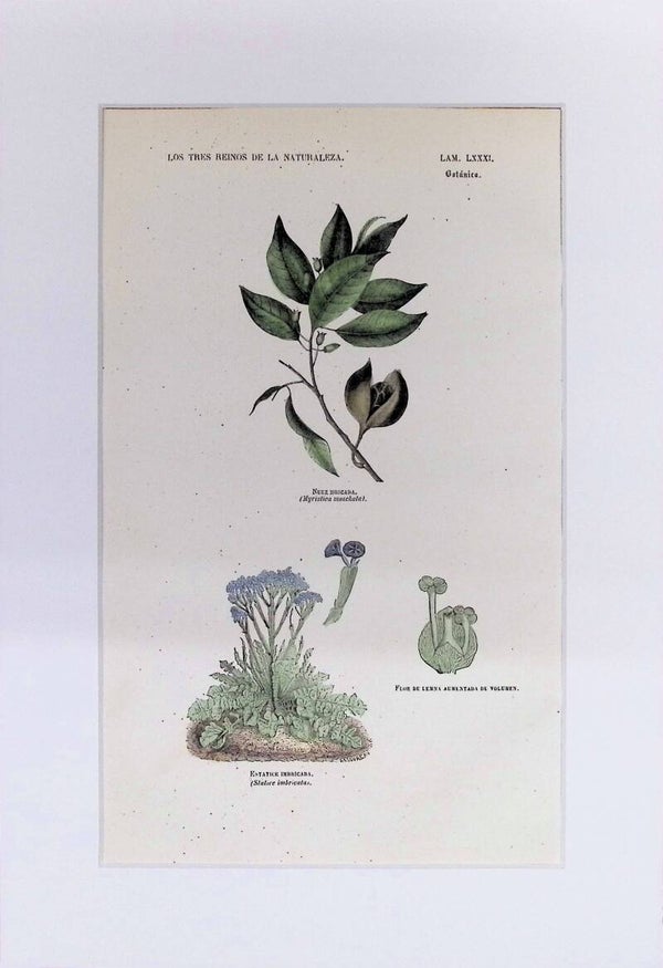 Nuez Moscada, Estatice y Flor de Leña | Los Tres Reinos de la Naturaleza – Lámina LXXXI (1852-1858) – 32x22 cm