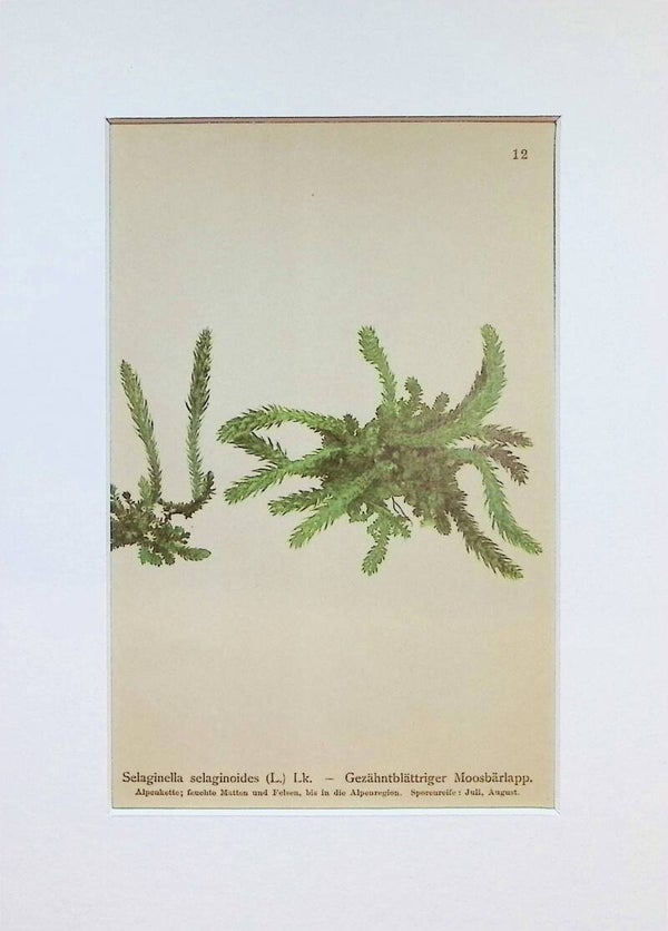 Selaginella selaginoides (L.) Lk. – Gezähntblättriger Moosbärlapp – Atlas der Alpen-Flora, 1897. Botánica.