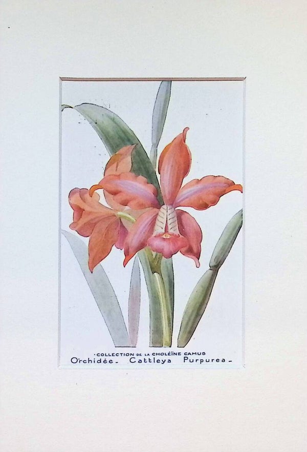 Tarjeta Botánica Antigua - Orquídea Cattleya Purpurea - Col. Choléïne Camus