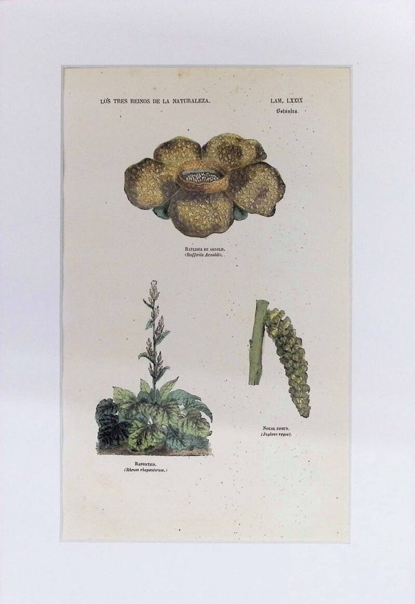 Rafflesia, Ruibarbo y Nogal | Los Tres Reinos de la Naturaleza – Lámina LXXIX (1852-1858) 32x22 cm.