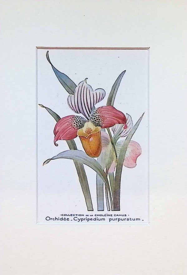 Tarjeta Botánica Antigua - Orquídea Cypripedium Purpuratum - Publicidad París