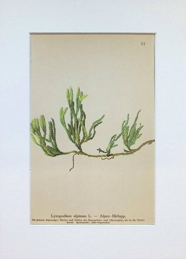 Lycopodium alpinum L. – Alpen-Bärlapp – Atlas der Alpen-Flora, 1897. Botánica.