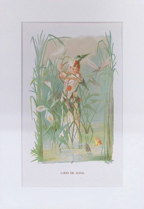 Lirio de Agua – Cromolitografía de J. Simon (La Vida de las Flores, 1878) | 32 x 22 cm