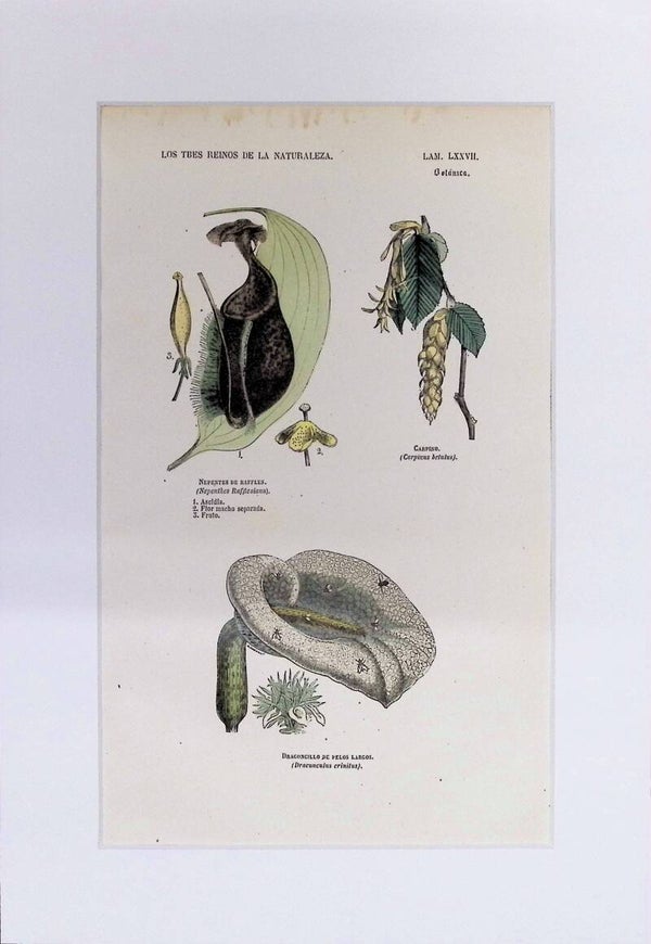 Nepenthes, Carpinus y Dracunculus | Los Tres Reinos de la Naturaleza – Lámina LXXVII (1852-1858) 32x22 cm.