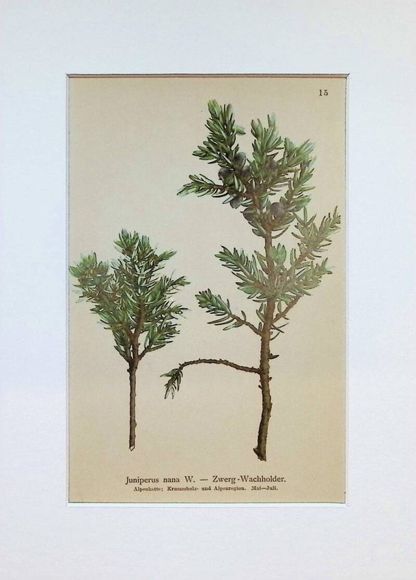 Juniperus nana W. – Zwerg-Wachholder – Atlas der Alpen-Flora, 1897. Botánica.