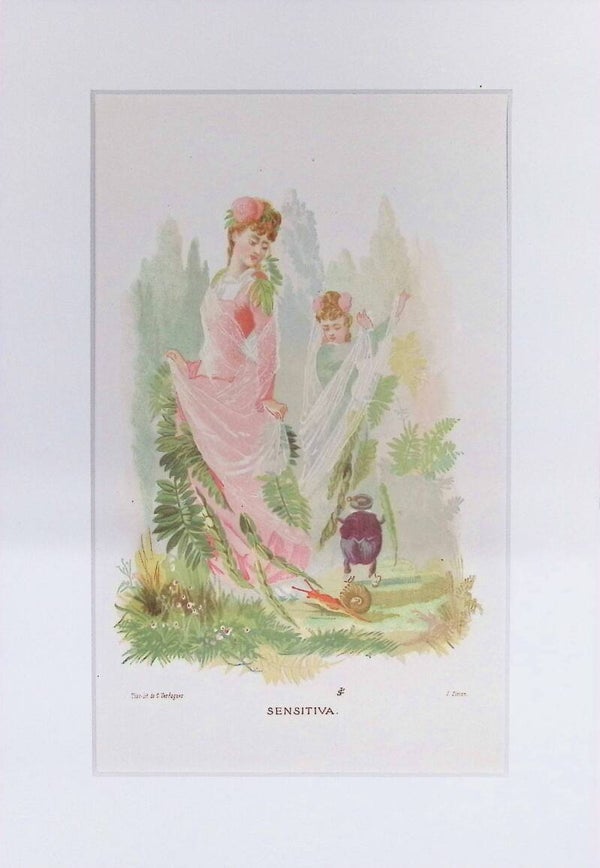 Sensitiva – Cromolitografía de J. Simon (La Vida de las Flores, 1878) | 32 x 22 cm