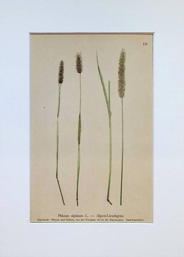Phleum alpinum L. – Alpen-Lieschgras – Atlas der Alpen-Flora, 1897. Botánica.