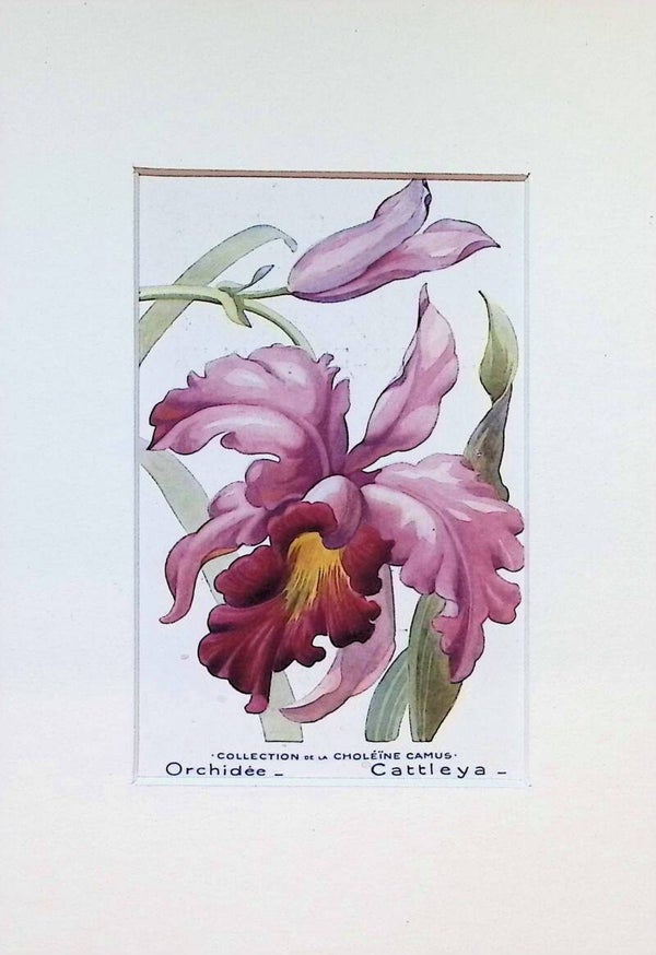 Tarjeta Botánica Antigua - Orquídea Cattleya - Ilustración Farmacia Darrasse