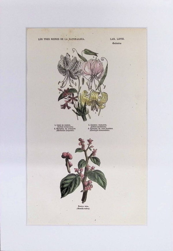 Lirios y Azucenas | Los Tres Reinos de la Naturaleza – Lámina LXVIII (1852-1858) 32x22 cm.