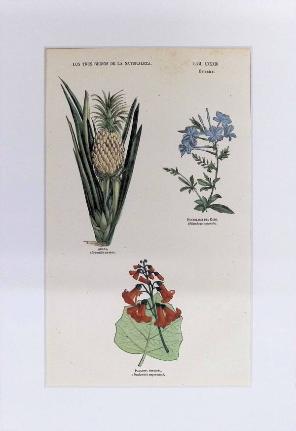 Ananá, Plumbago y Paulonia Imperial | Los Tres Reinos de la Naturaleza – Lámina LXXXIII (1852-1858) 32x22 cm.