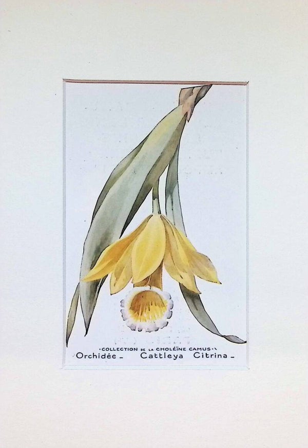 Tarjeta Botánica Antigua - Orquídea Cattleya Citrina - Colección Vintage