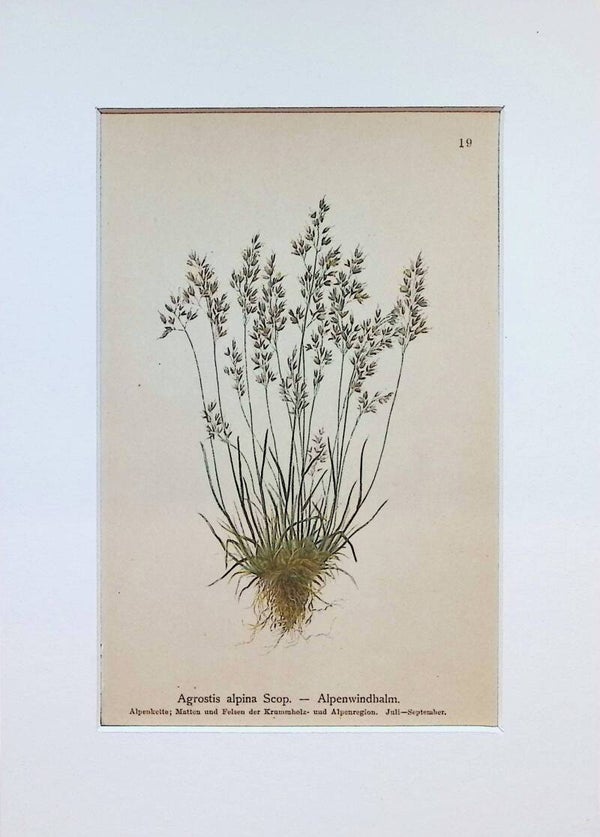 Agrostis alpina Scop. – Alpenwindhalm – Atlas der Alpen-Flora, 1897. Botánica.