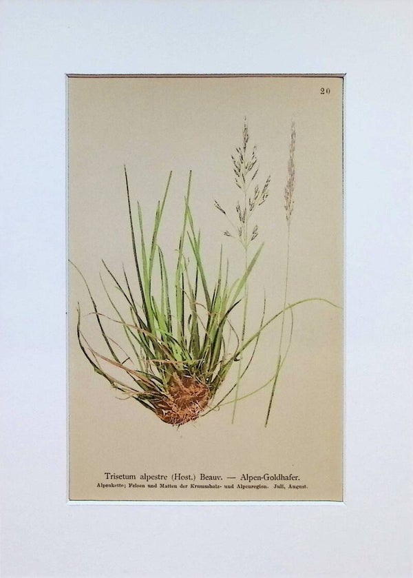 Trisetum alpestre (Host.) Beauv. – Alpen-Goldhafer – Atlas der Alpen-Flora, 1897. Botánica.