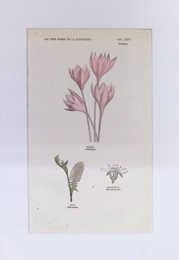 Colchico, Sauce y Albaricoquero | Los Tres Reinos de la Naturaleza – Lámina LXXV (1852-1858) 32x22 cm.