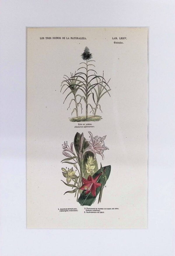 Caña de Azúcar y Amaryllis | Los Tres Reinos de la Naturaleza – Lámina LXXIV (1852-1858) 32x22 cm.