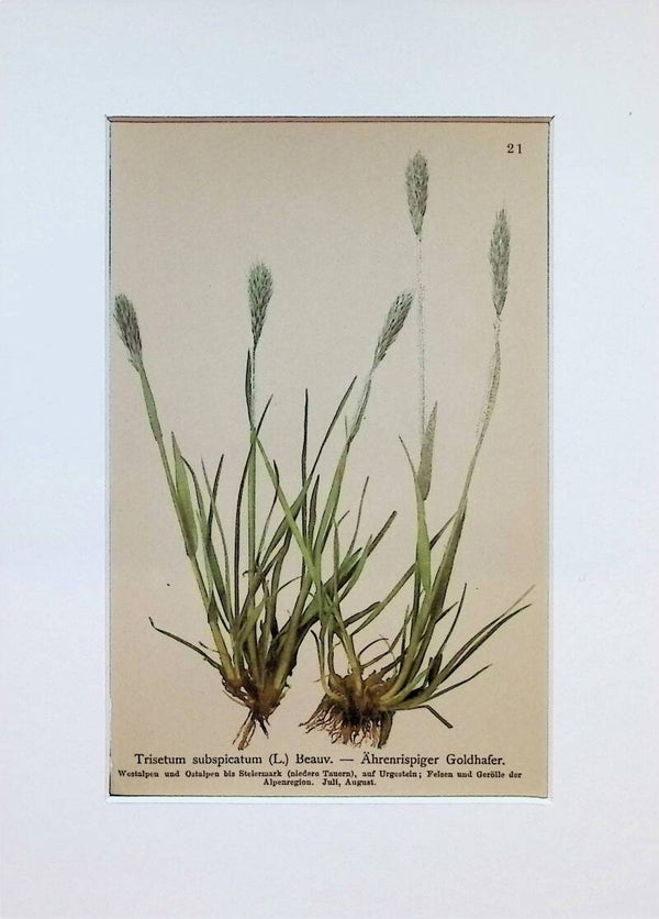 Trisetum subspicatum (L.) Beauv. – Ährenrispiger Goldhafer – Atlas der Alpen-Flora, 1897. Botánica.