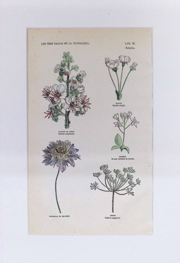 Inflorescencias y Tipos de Racimos | Los Tres Reinos de la Naturaleza – Lámina III (1852-1858) 32x22 cm.