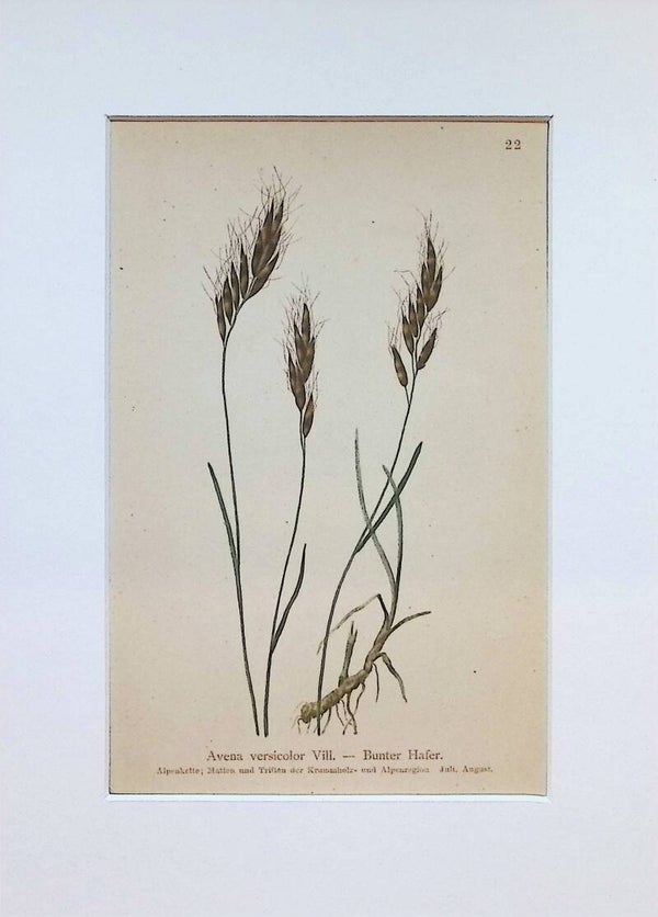 Avena versicolor Vill. – Bunter Hafer – Atlas der Alpen-Flora, 1897. Botánica.