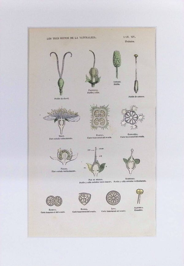 Cortes Florales y Estructuras Internas | Los Tres Reinos de la Naturaleza – Lámina XIV (1852-1858) 32x22 cm.