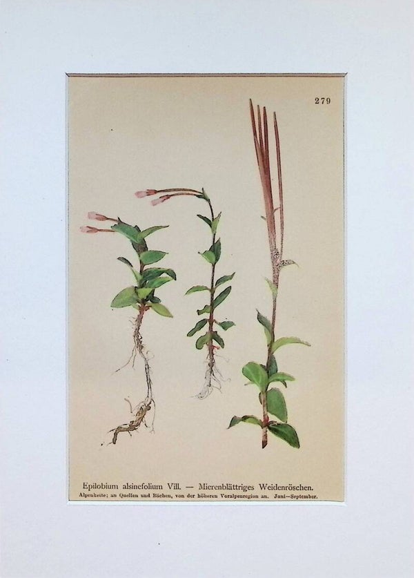 Epilobium alsinefolium Vill. – Mierenblättriges Weidenröschen – Atlas der Alpen-Flora, 1897. Botánica.