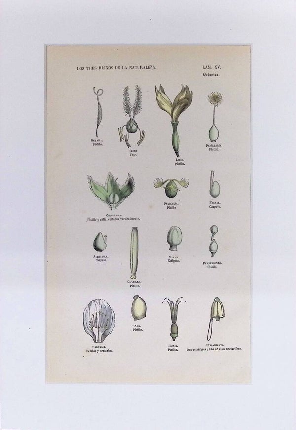 Pistilos y Estructuras Femeninas de la Flor | Los Tres Reinos de la Naturaleza – Lámina XV (1852-1858)