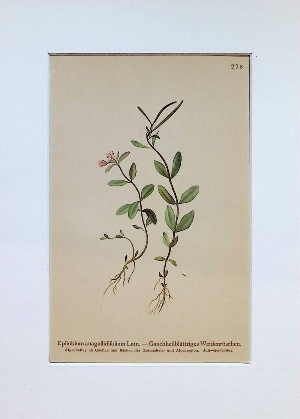 Epilobium anagallidifolium Lam. – Gauchheilblättriges Weidenröschen – Atlas der Alpen-Flora, 1897. Botánica.