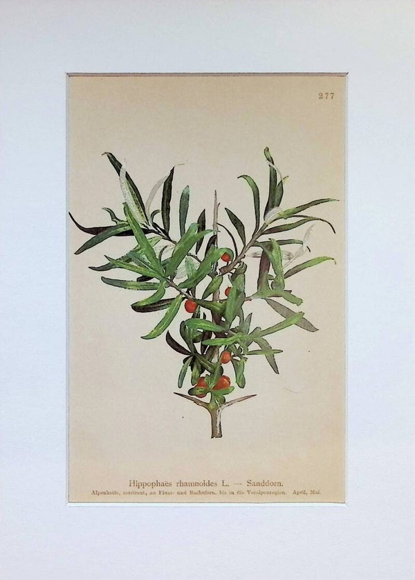 Hippophaës rhamnoides L. — Sanddorn — Atlas der Alpen-Flora, 1897. Botánica.