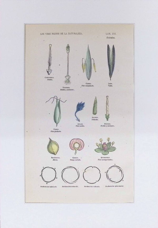 Pistilos, Flores y Prefloración | Los Tres Reinos de la Naturaleza – Lámina XVI (1852-1858) 32x22 cm.