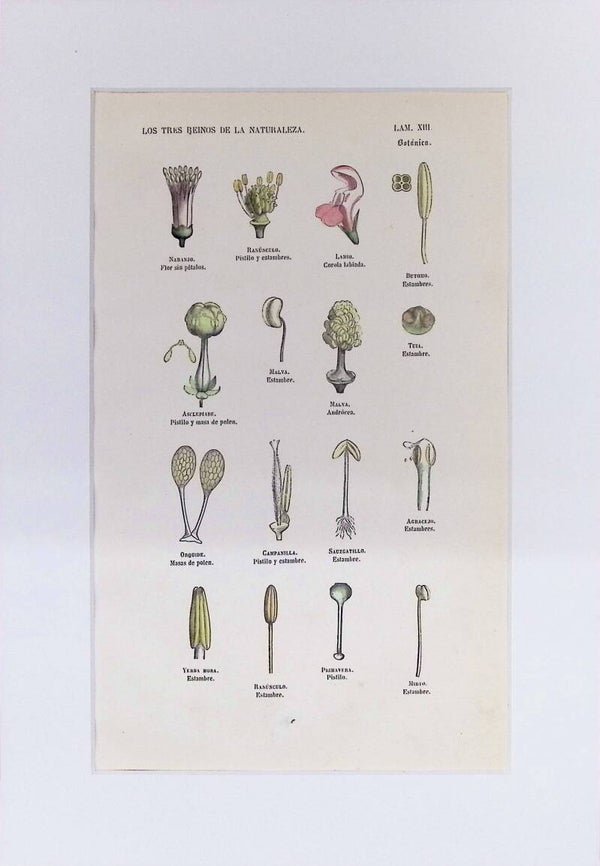 Estambres y Pistilos | Los Tres Reinos de la Naturaleza – Lámina XIII (1852-1858) 32x22 cm.