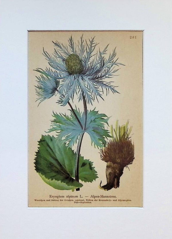 Eryngium alpinum L. — Alpen-Mannstreu — Atlas der Alpen-Flora, 1897. Botánica.