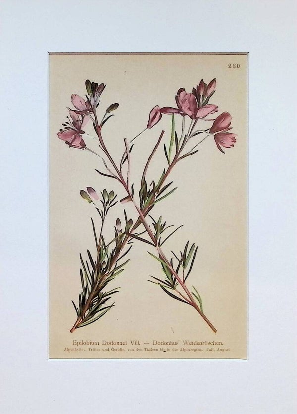 Epilobium Dodonaei Vill. — Dodonaei Weidenröschen — Atlas der Alpen-Flora, 1897. Botánica.