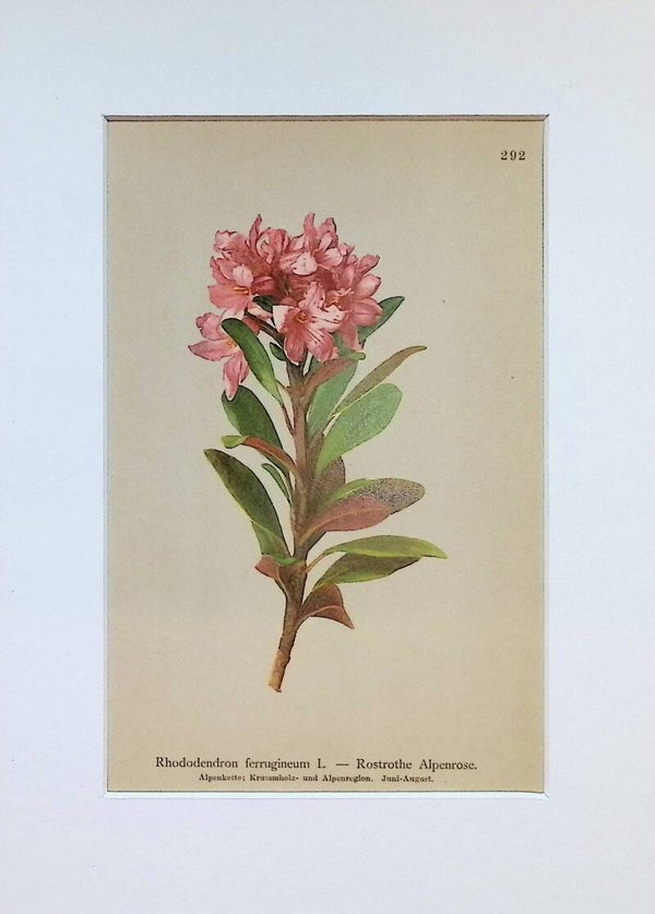 Rhododendron ferrugineum L. — Rostrothe Alpenrose — Atlas der Alpen-Flora, 1897. Botánica.