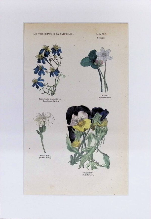 Clemátide, Hepática, Licnide y Pensamiento | Los Tres Reinos de la Naturaleza – Lámina XXV (1852-1858)