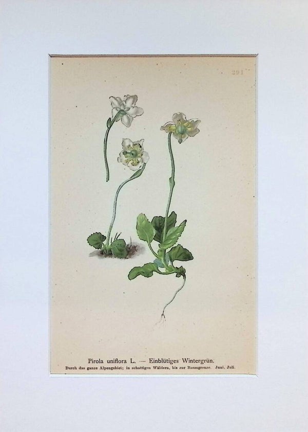 Pirola uniflora L. — Einblütiges Wintergrün — Atlas der Alpen-Flora, 1897. Botánica.