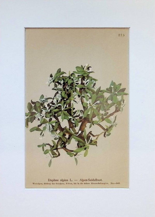 Daphne alpina L. — Alpen-Seidelbast — Atlas der Alpen-Flora, 1897. Botánica.