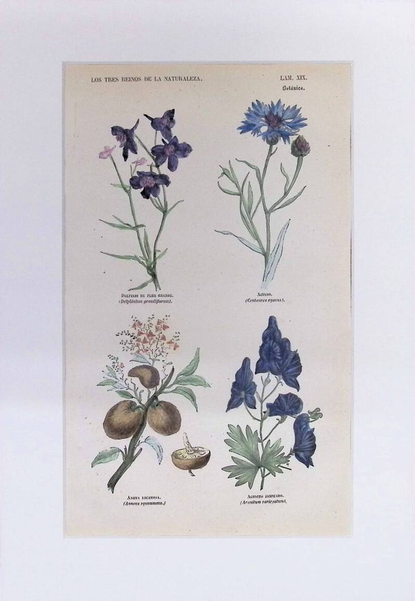Delfinio, Aciano, Anona y Aconito | Los Tres Reinos de la Naturaleza – Lámina XIX (1852-1858) 32x22 cm.