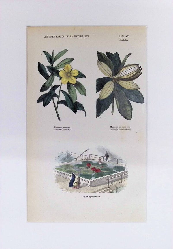 Hibbertia, Magnolia y Victoria Regia | Los Tres Reinos de la Naturaleza – Lámina XX (1852-1858)