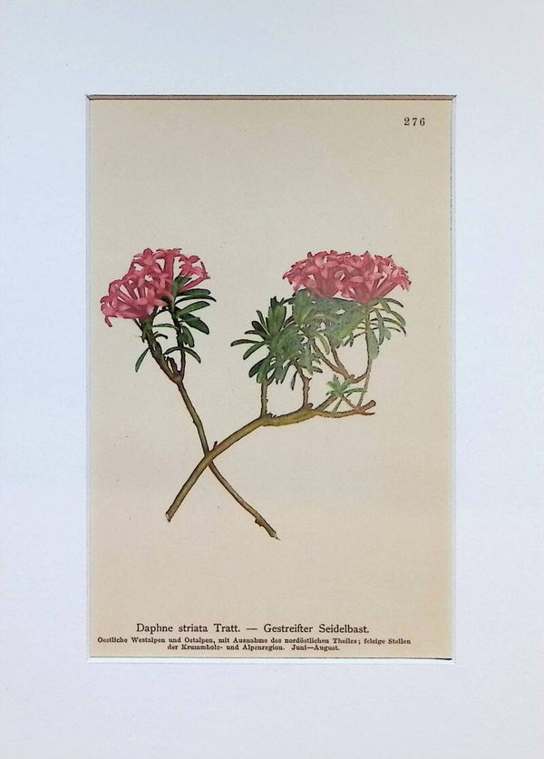 Daphne striata Tratt. — Gestreifter Seidelbast — Atlas der Alpen-Flora, 1897. Botánica.