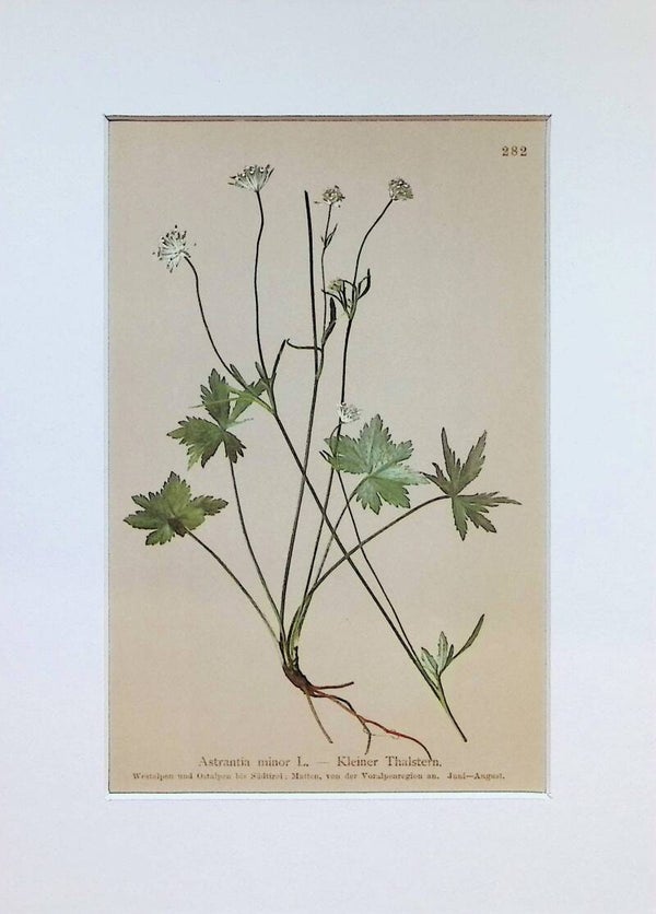 Astrantia minor L. — Kleiner Thalstern — Atlas der Alpen-Flora, 1897. Botánica.