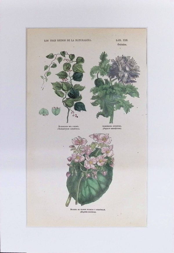 Menispermo, Adormidera y Begonia | Los Tres Reinos de la Naturaleza – Lámina XXII (1852-1858)