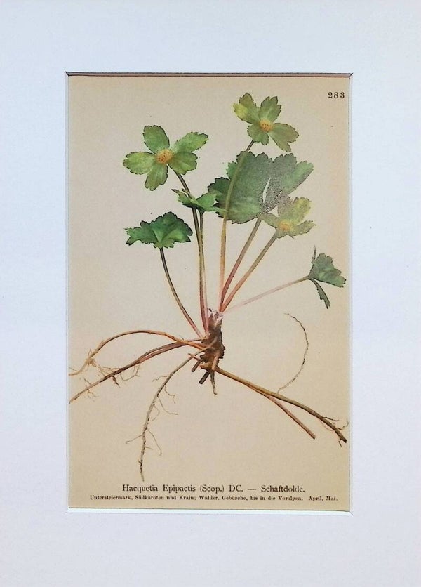 Hacquetia Epipactis (Scop.) DC. — Schaftdolde — Atlas der Alpen-Flora, 1897. Botánica.