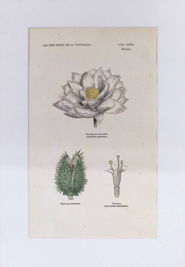 Nelumbio del Mar Caspio, Fruto del Estramonio y Valeriana | Los Tres Reinos de la Naturaleza – Lámina LXXXII (1852-1858)