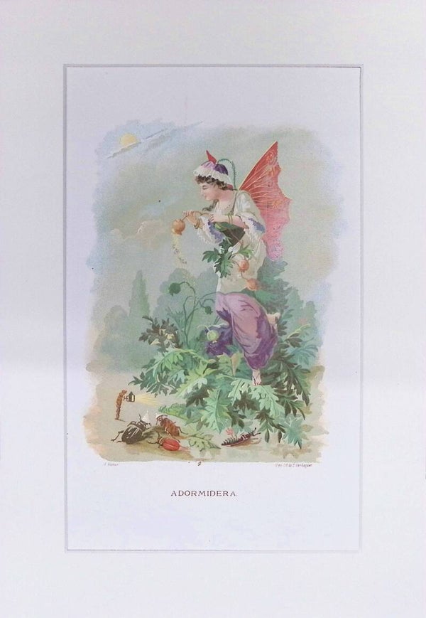 Adormidera – Cromolitografía de J. Simon (La Vida de las Flores, 1878) | 32 x 22 cm Descripción completa: