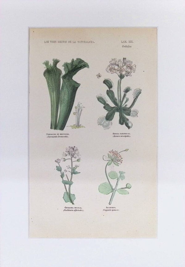 Plantas Carnívoras y Medicinales | Los Tres Reinos de la Naturaleza – Lámina XXI (1852-1858)