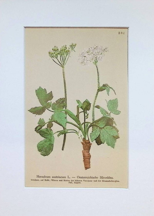 Heracleum austriacum L. — Oesterreichische Bärenklau — Atlas der Alpen-Flora, 1897. Botánica.