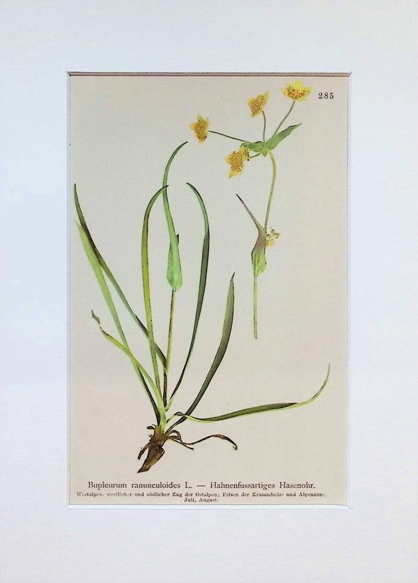 Bupleurum ranunculoides L. — Hahnenfussartiges Hasenohr — Atlas der Alpen-Flora, 1897. Botánica.