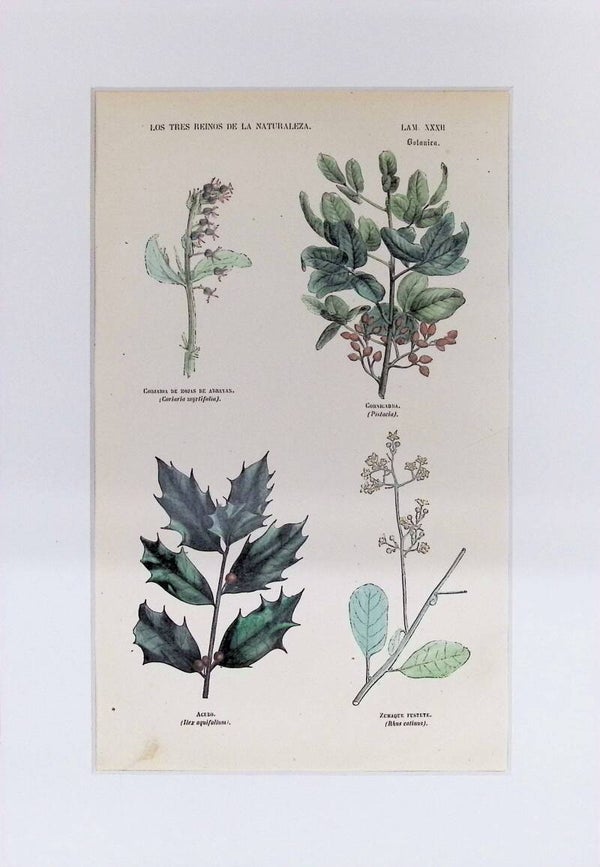 Coriaria, Cornicabra, Acebo y Zumaque | Los Tres Reinos de la Naturaleza – Lámina XXXII (1852-1858)