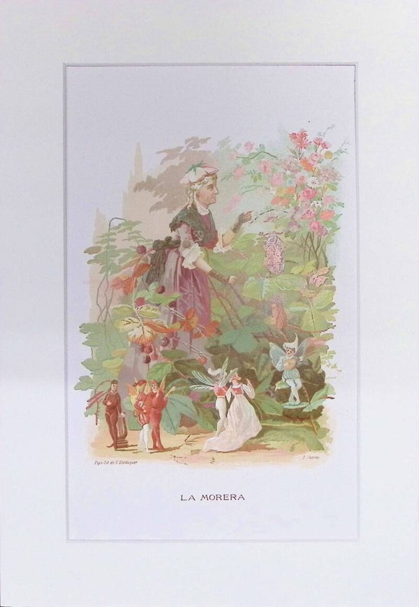 La Morera – Cromolitografía de J. Simon (La Vida de las Flores, 1878) | 32 x 22 cm Descripción completa: